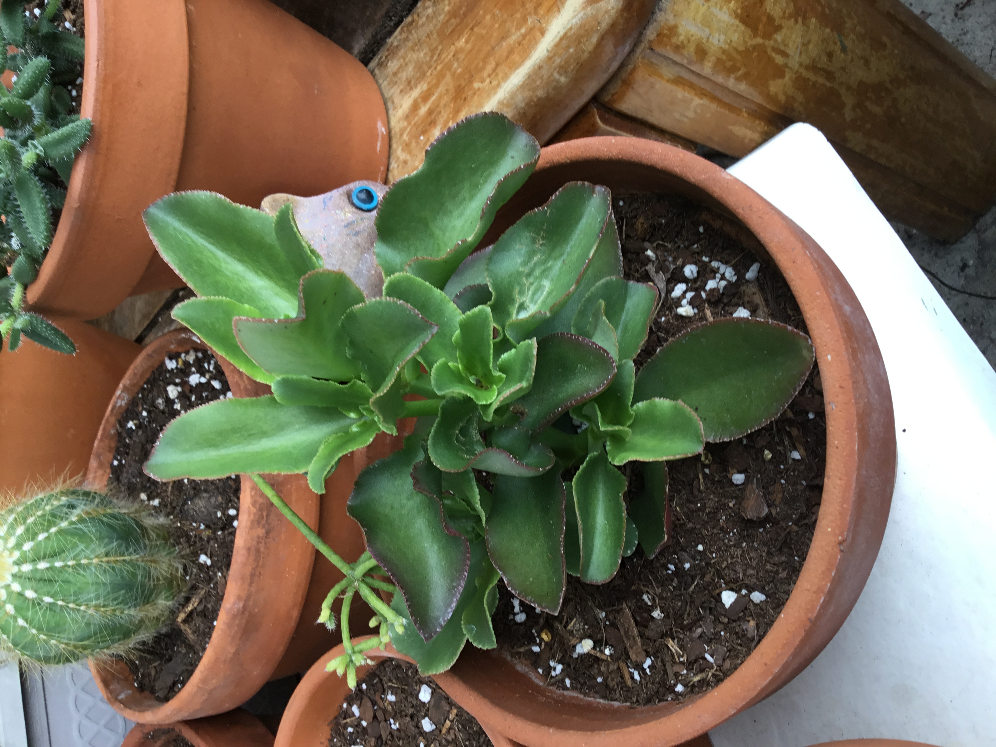 Crassula sarmentosa.jpg